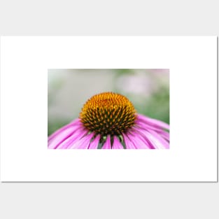 Echinacea's heart Posters and Art